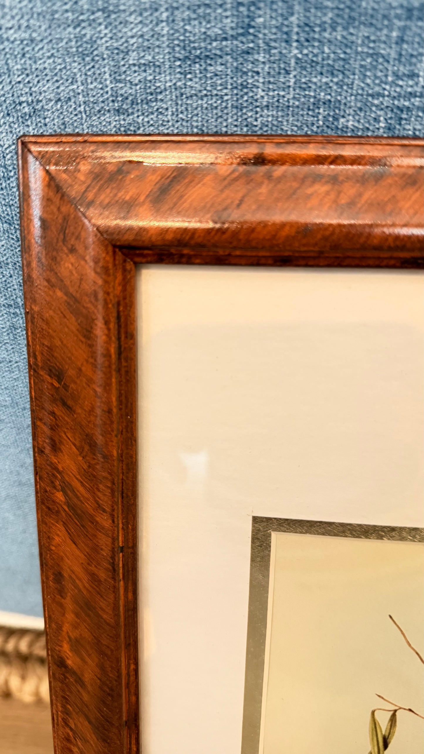 Vintage Tropical Bird Prints After John Gould in Custom Faux-Tortoiseshell Frame