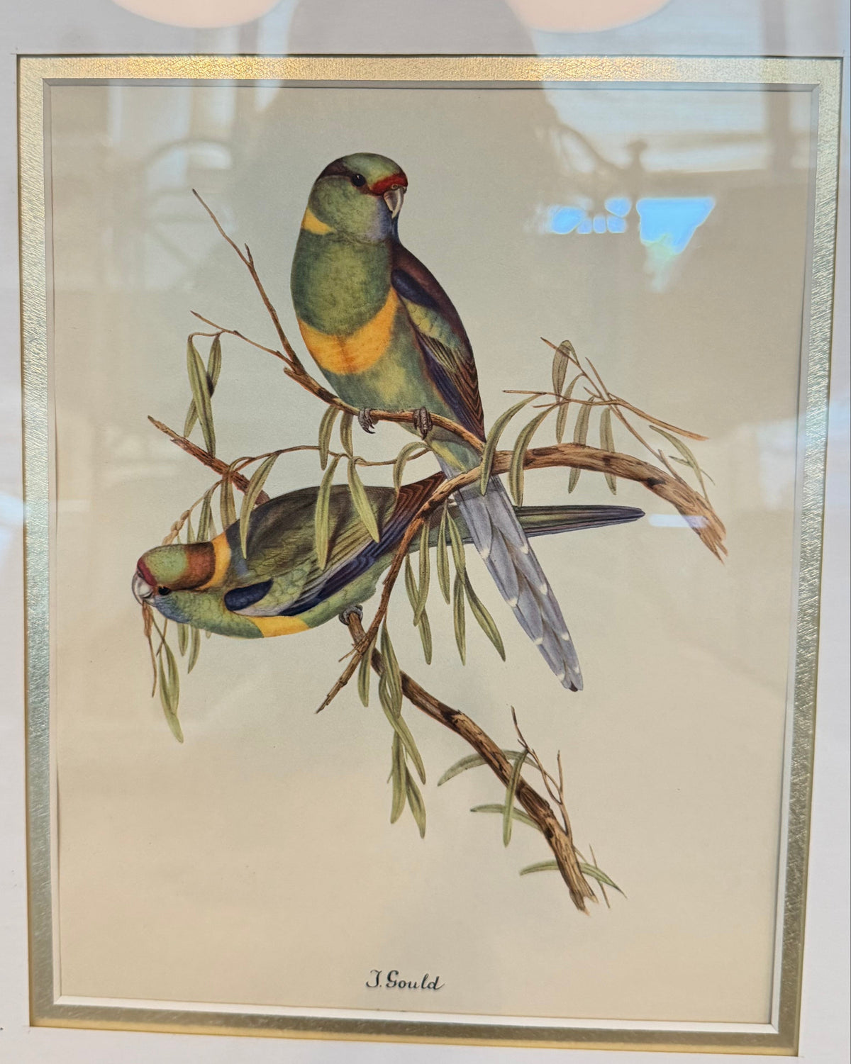 Vintage Tropical Bird Prints After John Gould in Custom Faux-Tortoiseshell Frame