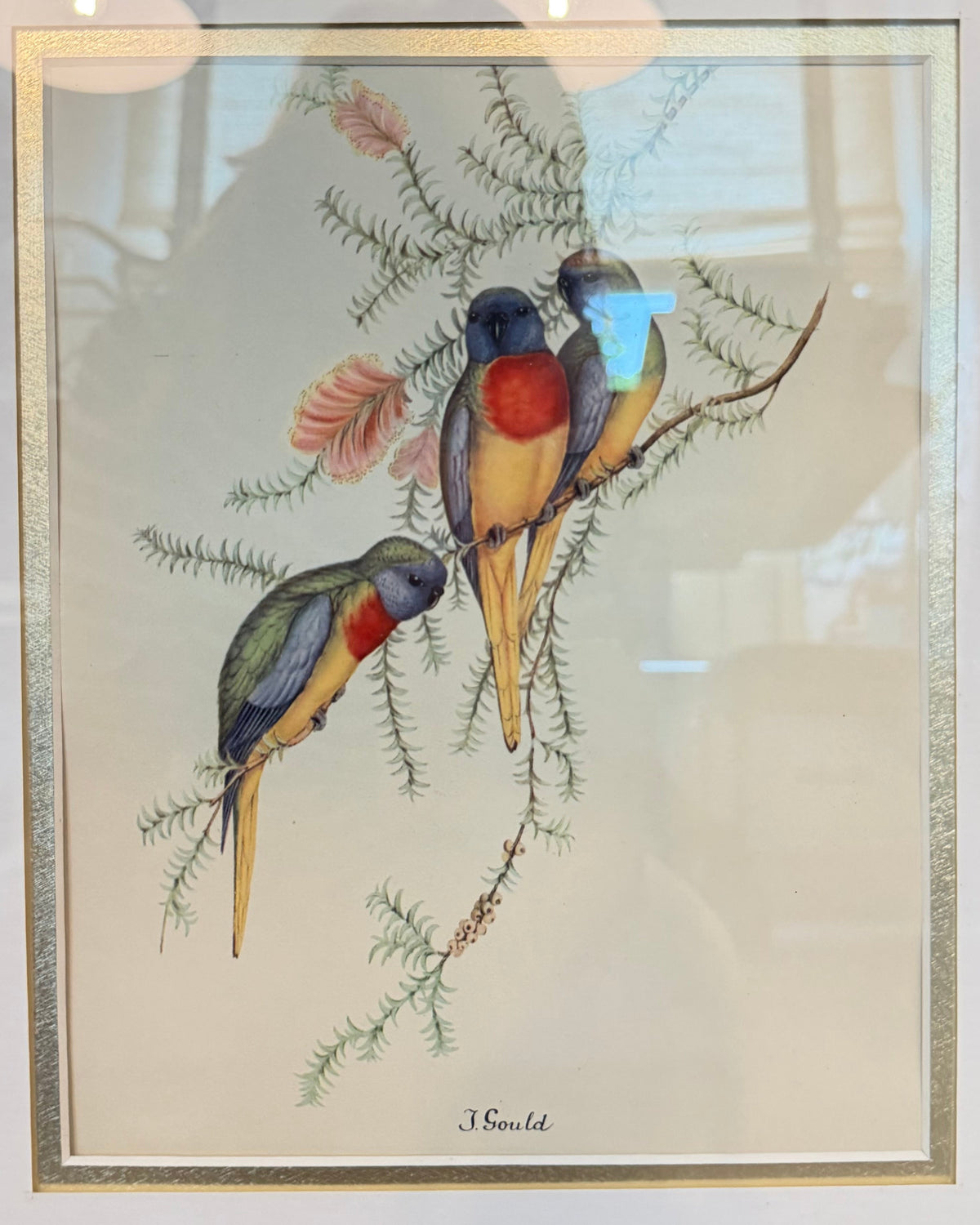 Vintage Tropical Bird Prints After John Gould in Custom Faux-Tortoiseshell Frame